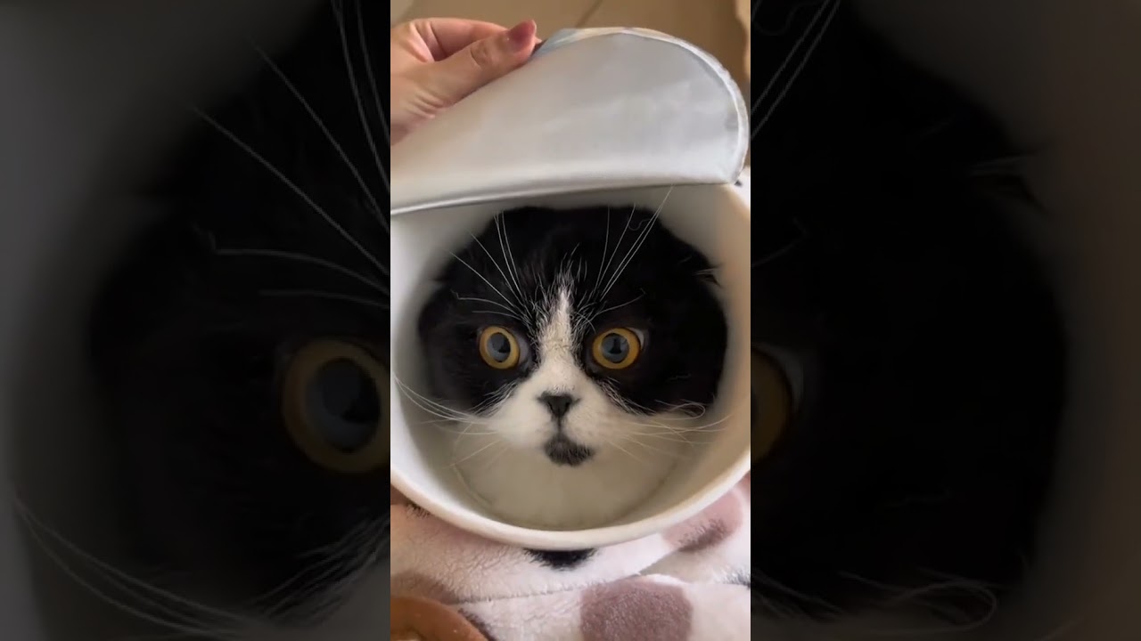 Laugh Out Loud with the Funniest Cat Video of All Time #1