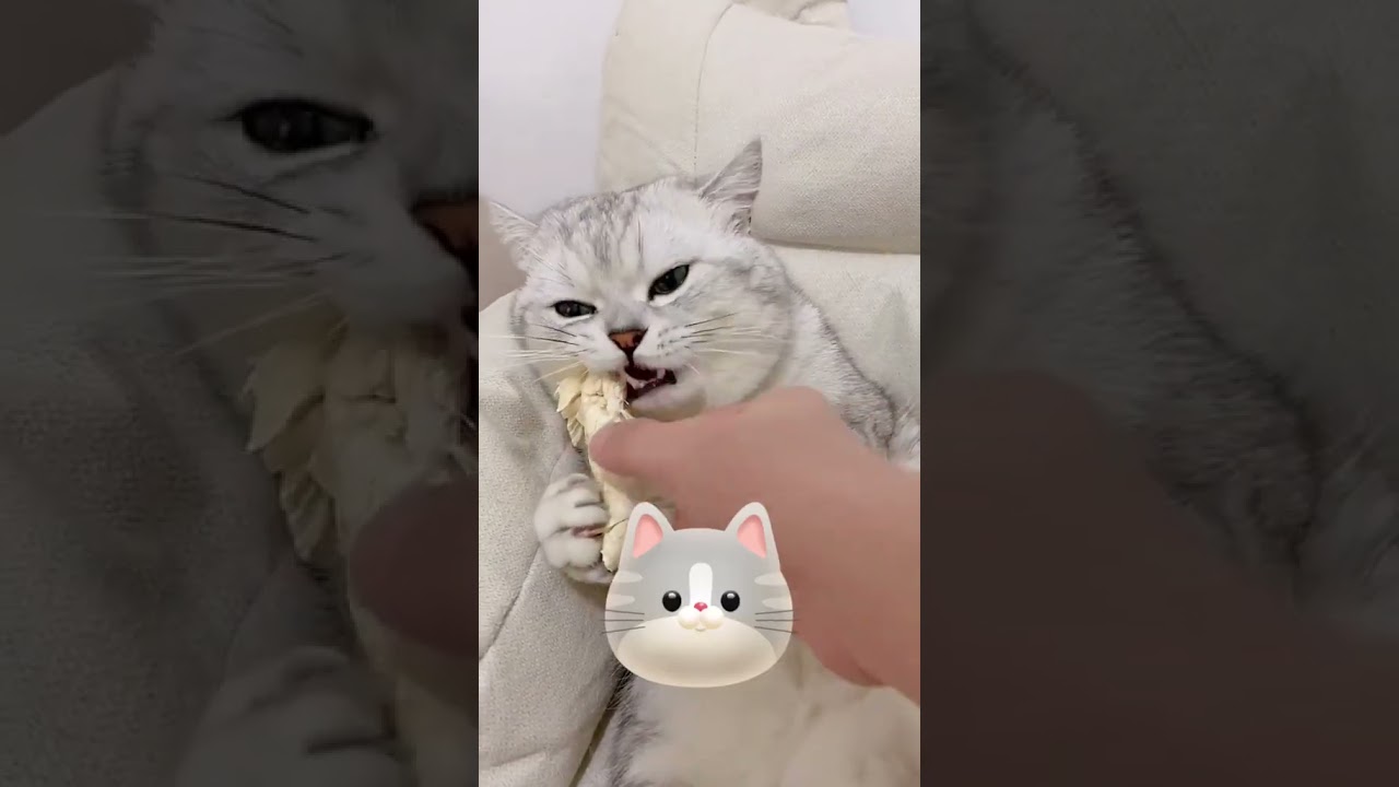 Laugh Out Loud with the Funniest Cat Video of All Time #5