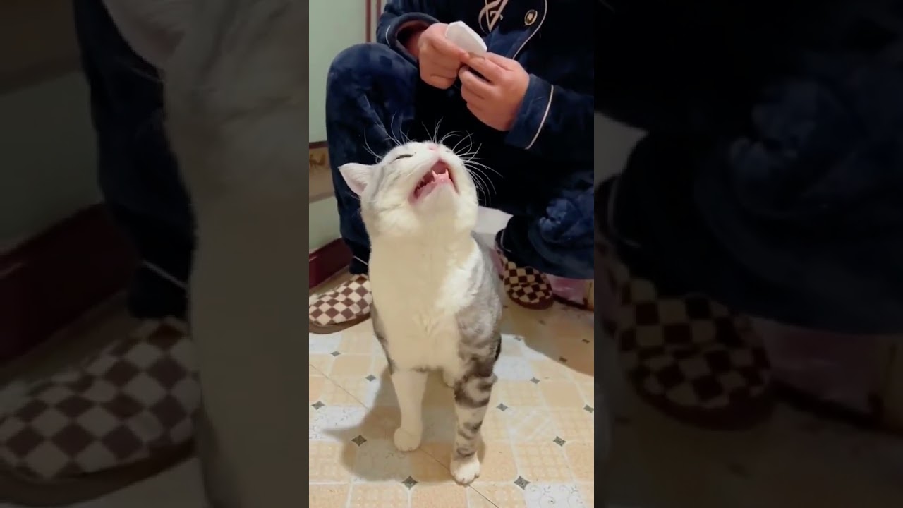 Laugh Out Loud with the Funniest Cat Video of All Time #15