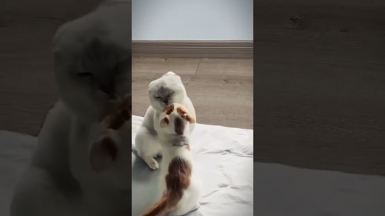 Laugh Out Loud with the Funniest Cat Video of All Time #20