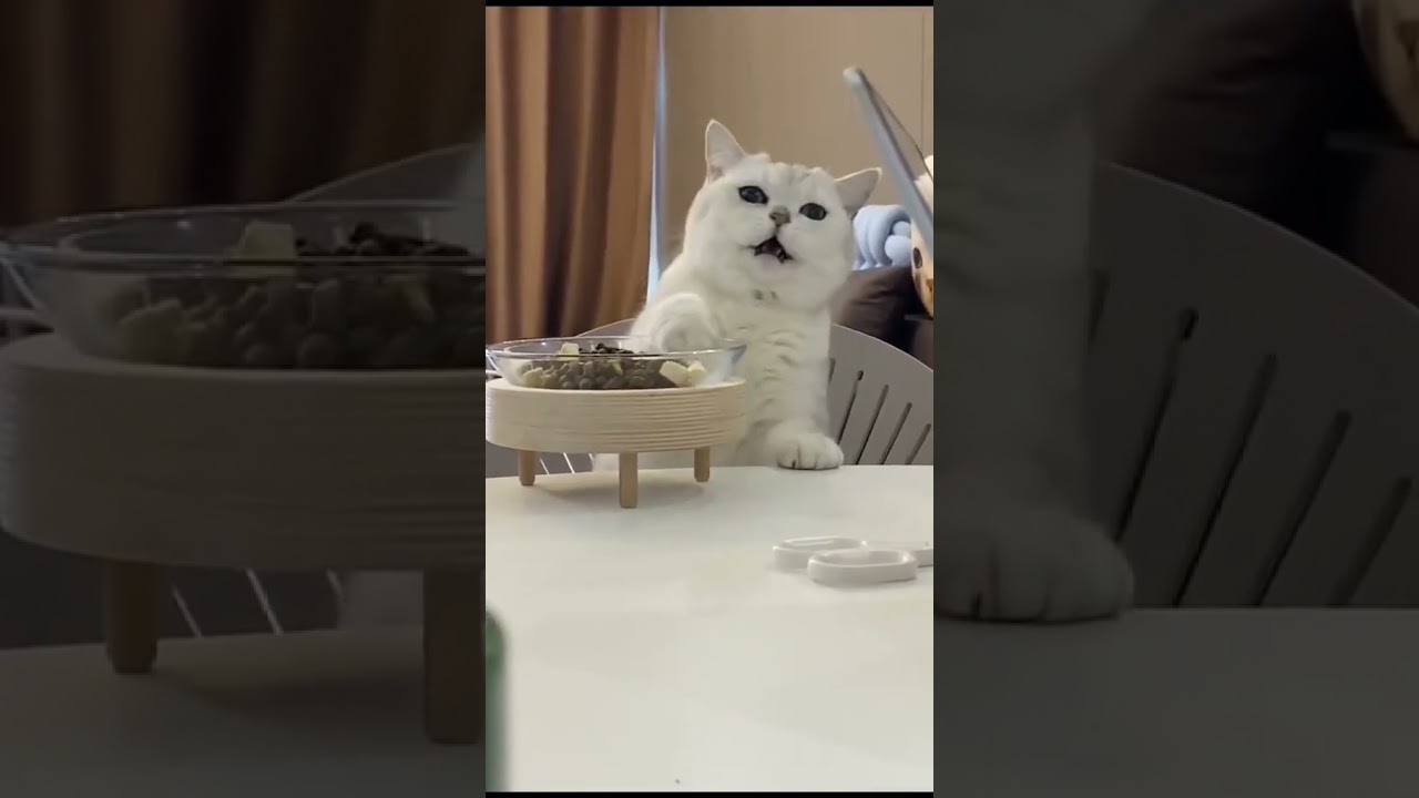Laugh Out Loud with the Funniest Cat Video of All Time #24