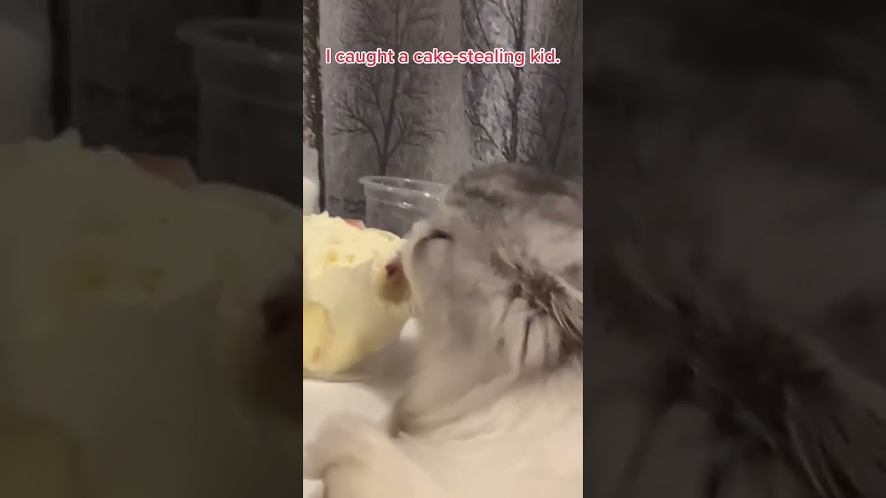 Laugh Out Loud with the Funniest Cat Video of All Time #25