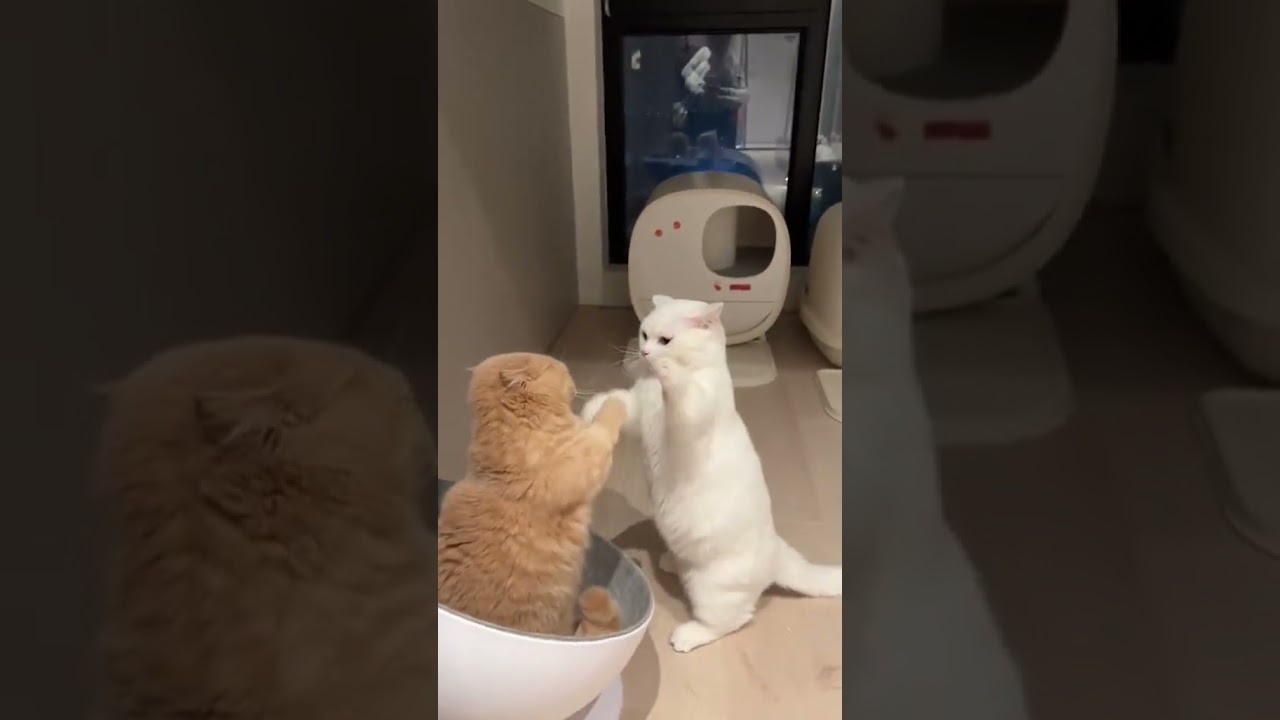 Laugh Out Loud with the Funniest Cat Video of All Time #26
