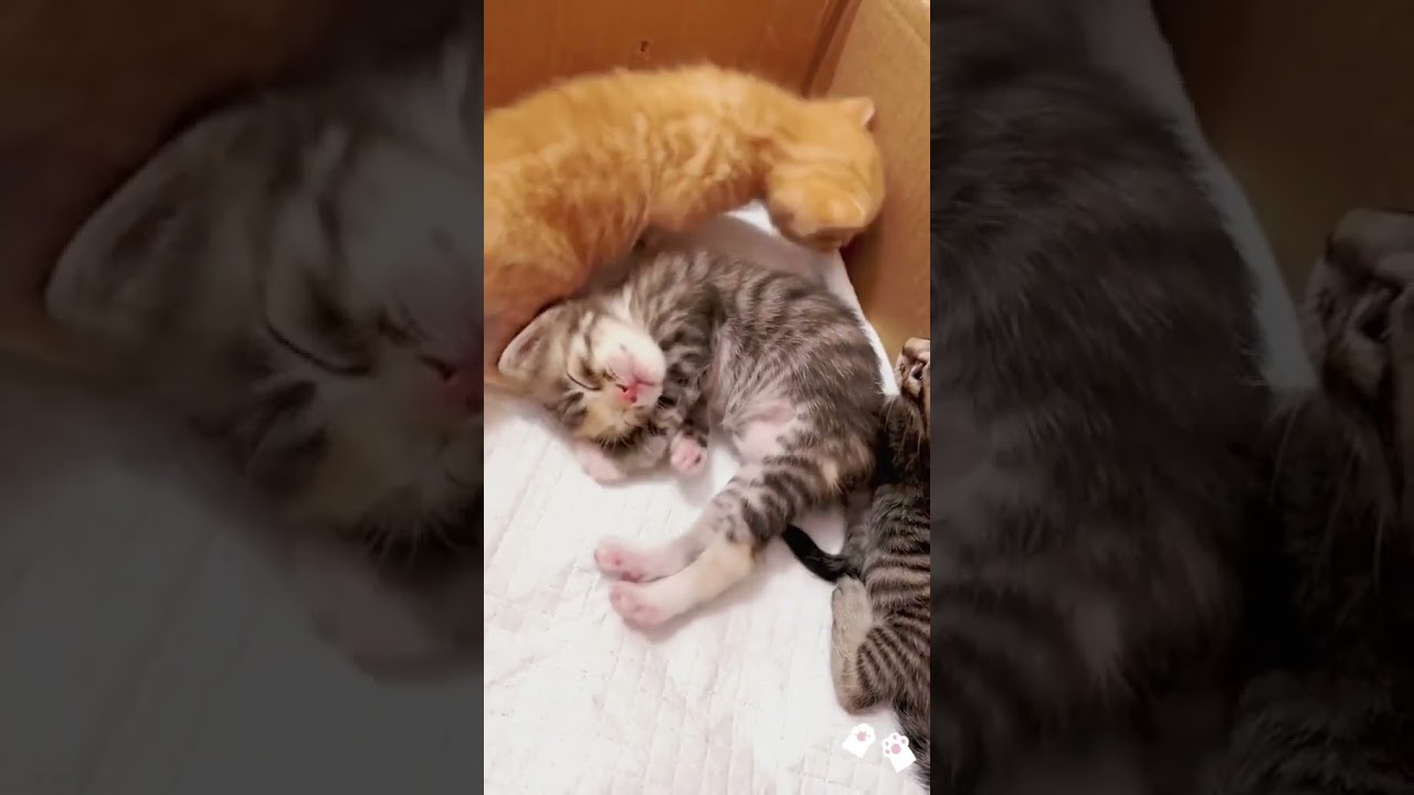 Laugh Out Loud with the Funniest Cat Video of All Time #11