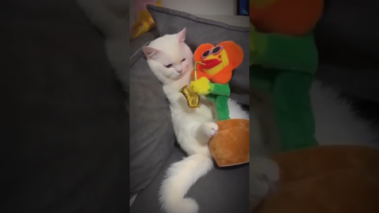 Laugh Out Loud with the Funniest Cat Video of All Time #8