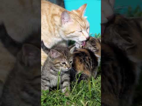 Adorable Kittens And Mother Cat new video!! funny cat videos 2021 #Shorts