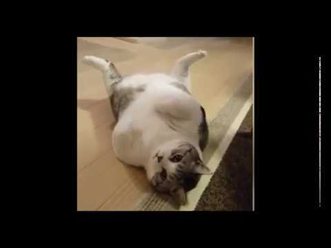 Best FUNNY CAT videos !