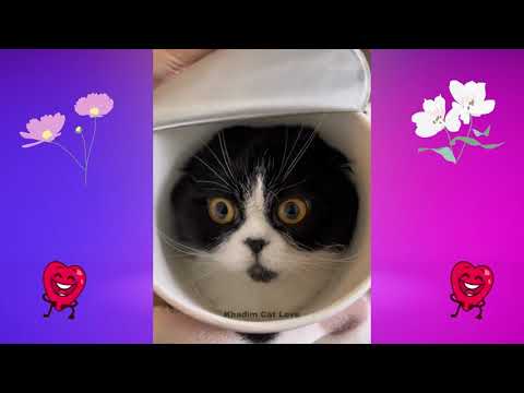Best Funny Cats Videos - Funny Animals Videos 2023