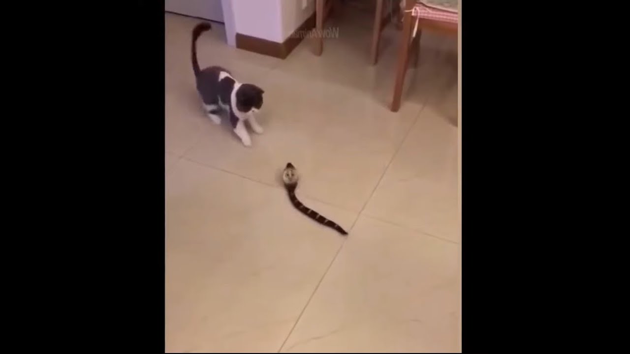 Cat afraid of snake funny video #Shorts #short #clickpet