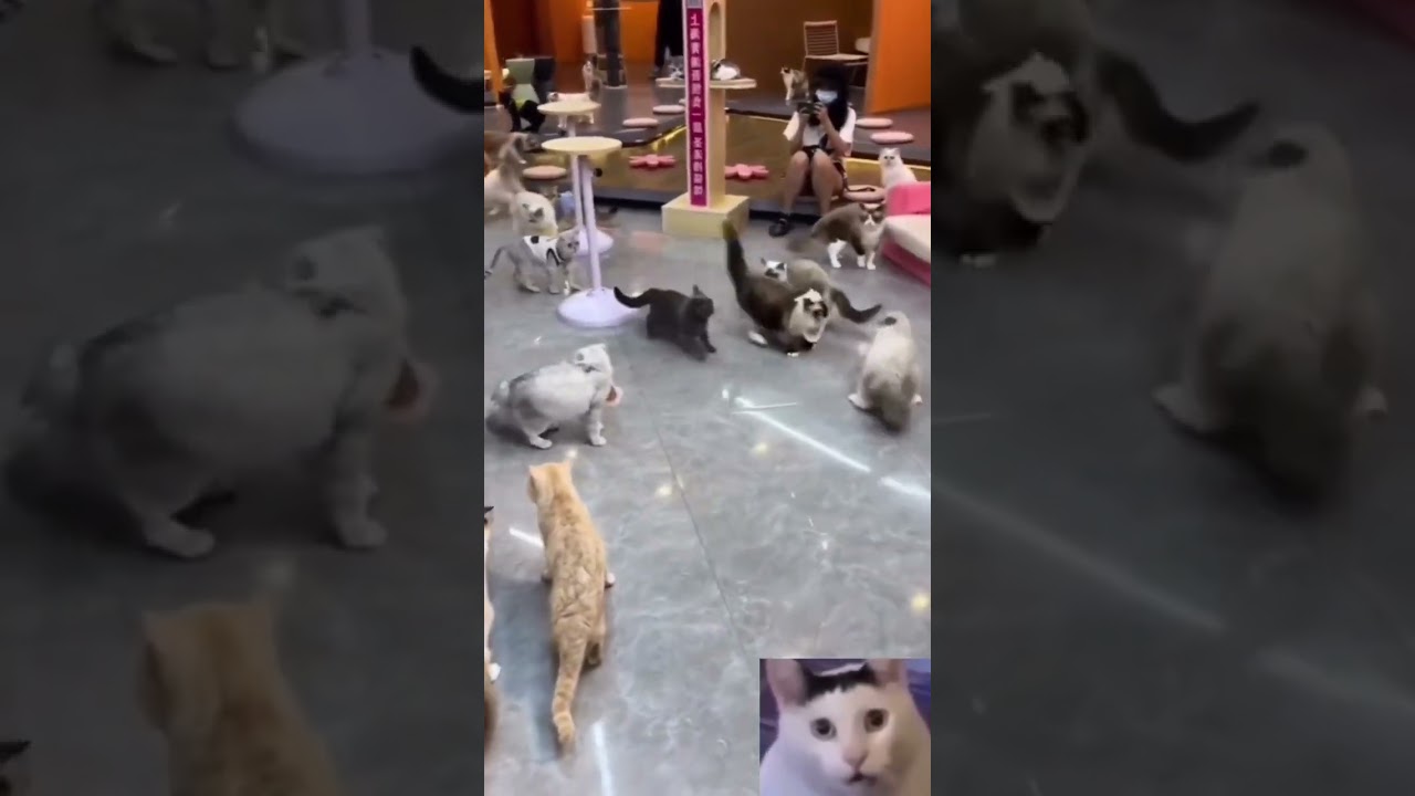 Cat cafe gone wrong #catsoftiktok #catwar #fight #cafe #catfigth #angry #warzone #endgame