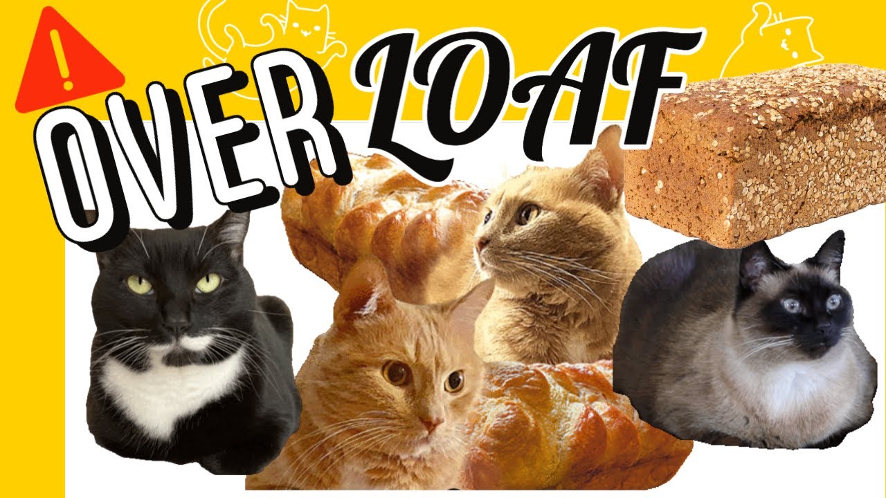 Funny Cat Video| Top 10 CAT LOAF