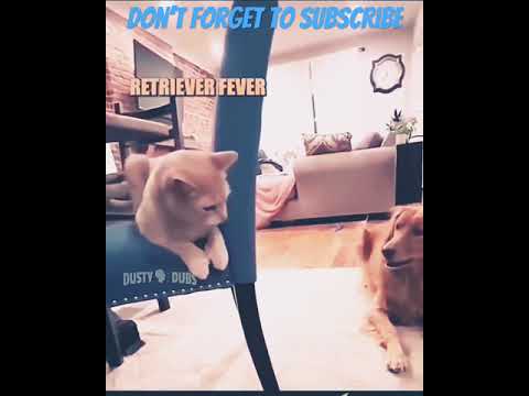 Funny Videos LMAO #funnycat #adorable #funnyanimals #shorts