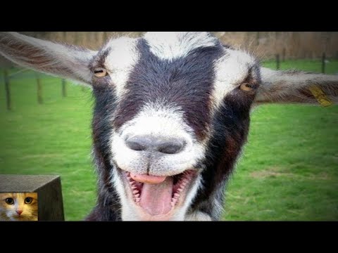 Funny animals,  Dogs, Monkeys & Goats Collection#6