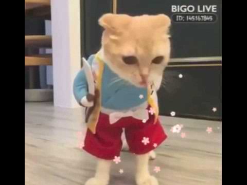 Hilarious Cat in Costume - So Funny!
