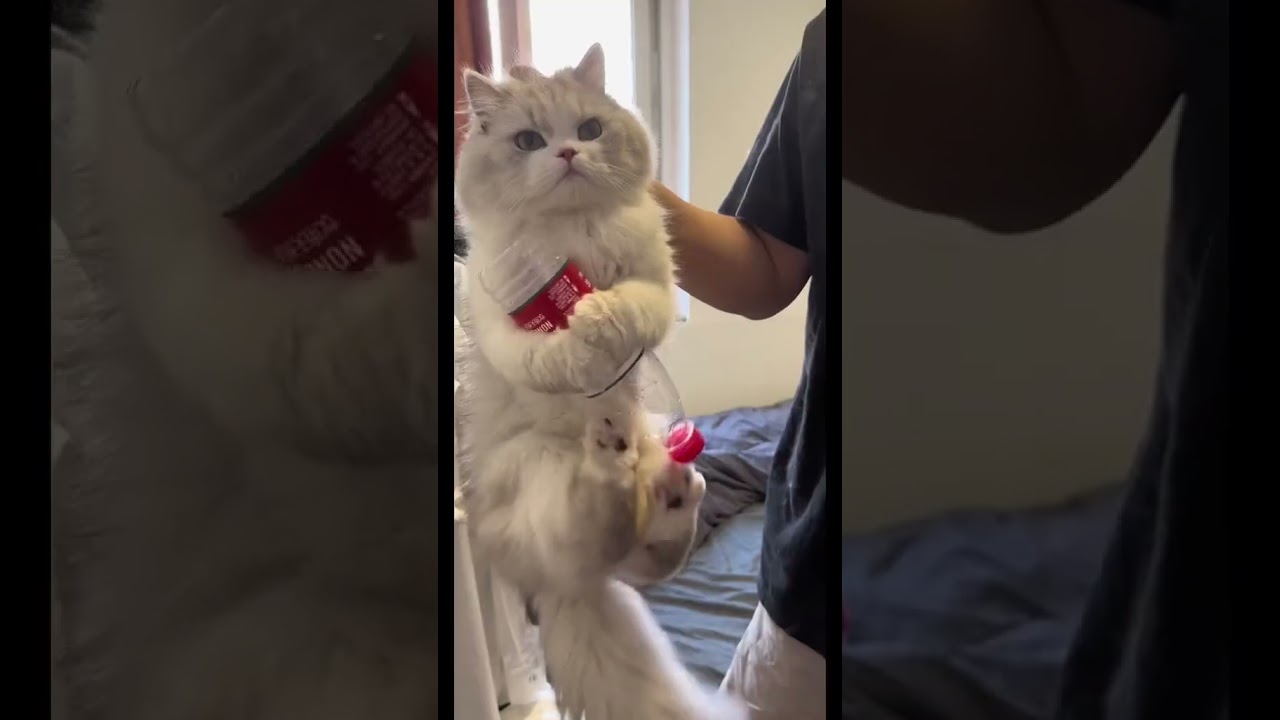 Laugh Out Loud with the Funniest Cat Video of All Time #23