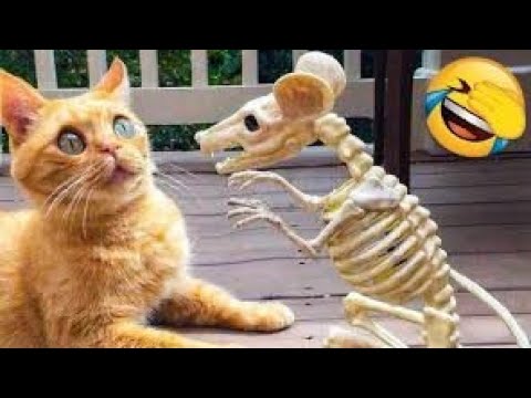 Laughing Out Loud with Hilarious Cats and Dogs!