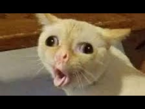 Try don’t lough , Best cats compilation #cat#funny