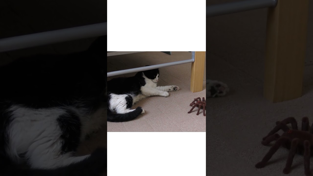crazy cat playing with spider toy | funny animals