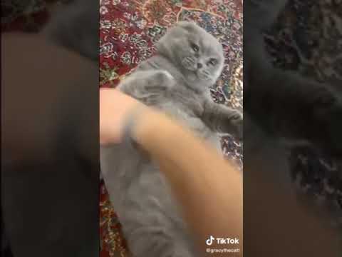 cute funny cat gets kung fu by hand, watch till the end!!