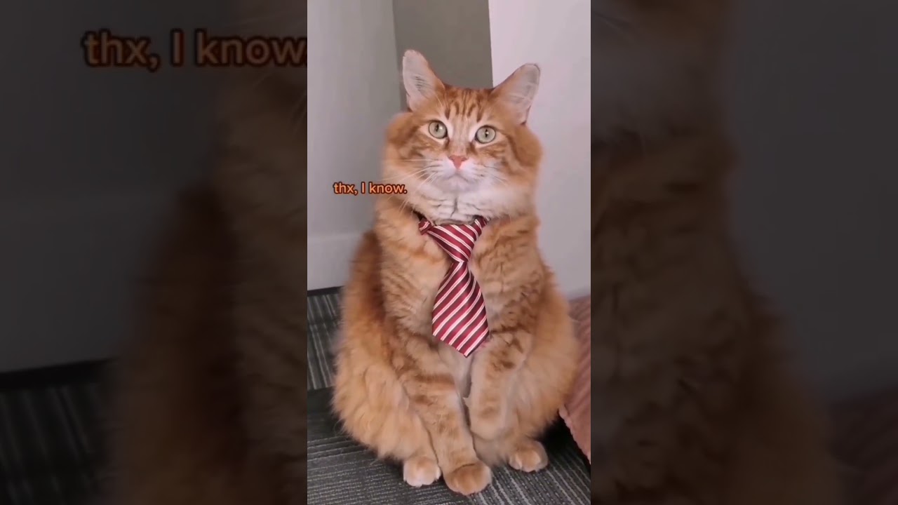 funny CAT videos 2022 try not to laugh