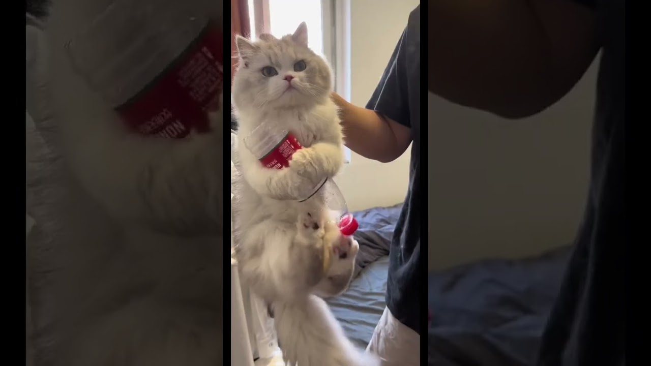Laugh Out Loud with the Funniest Cat Video of All Time #48