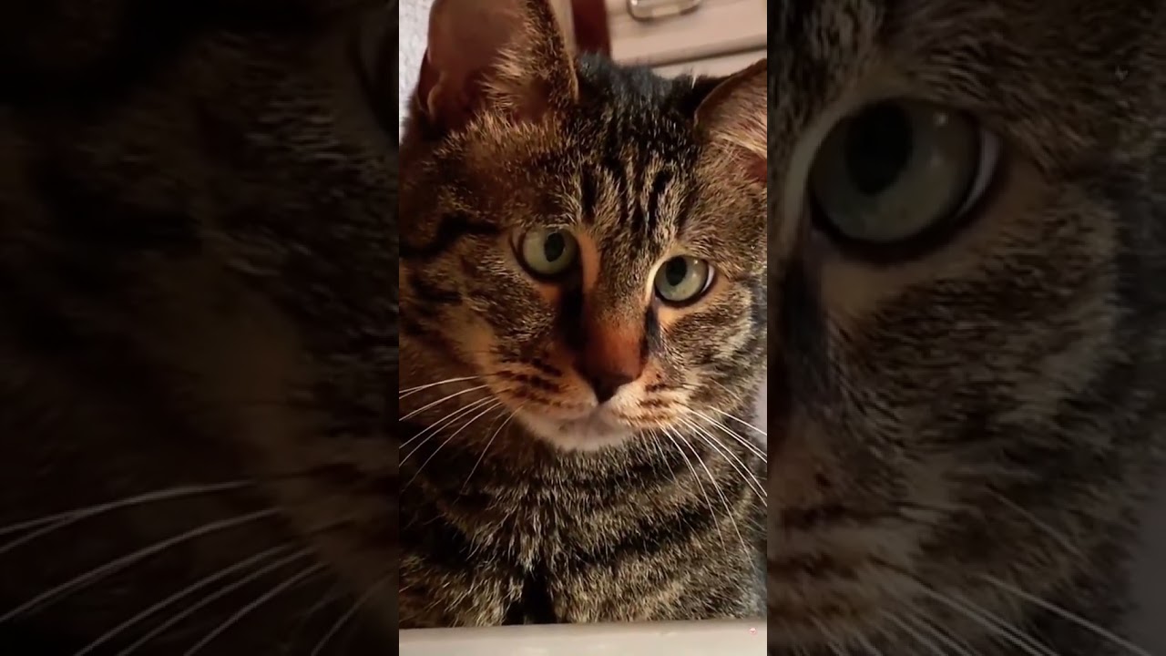 Laugh Out Loud with the Funniest Cat Video of All Time #70