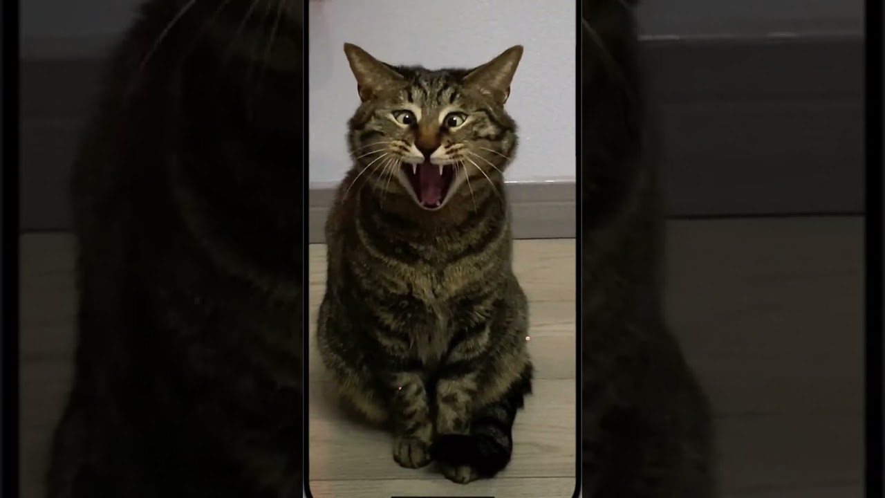 Laugh Out Loud with the Funniest Cat Video of All Time #76