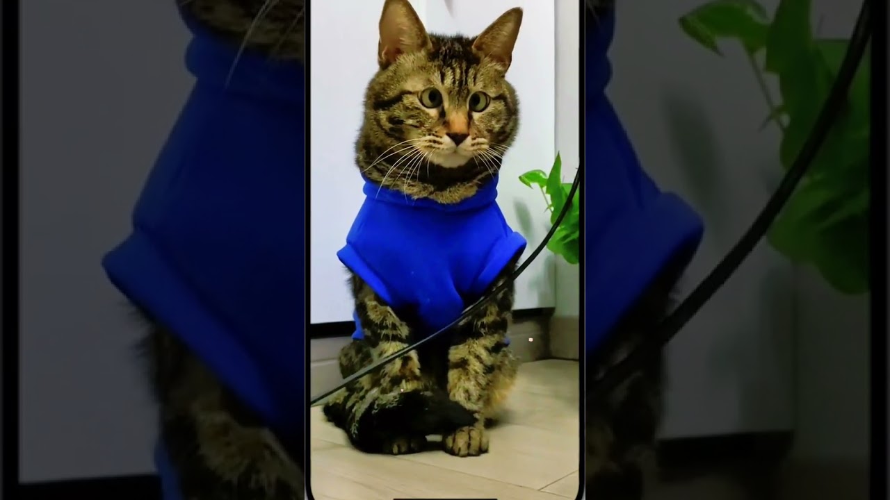 Laugh Out Loud with the Funniest Cat Video of All Time #75