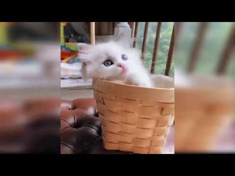 Baby Cats - Cute And Funny Cat Videos Compilation #2 | Izhar e ishq