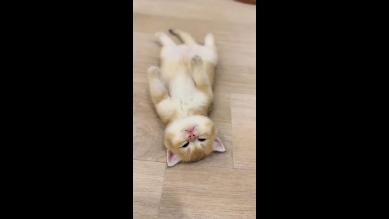 Cute kitten sleeping and having sweet dreams 4K#shorts#funnyvideo #cute #cat#petlover