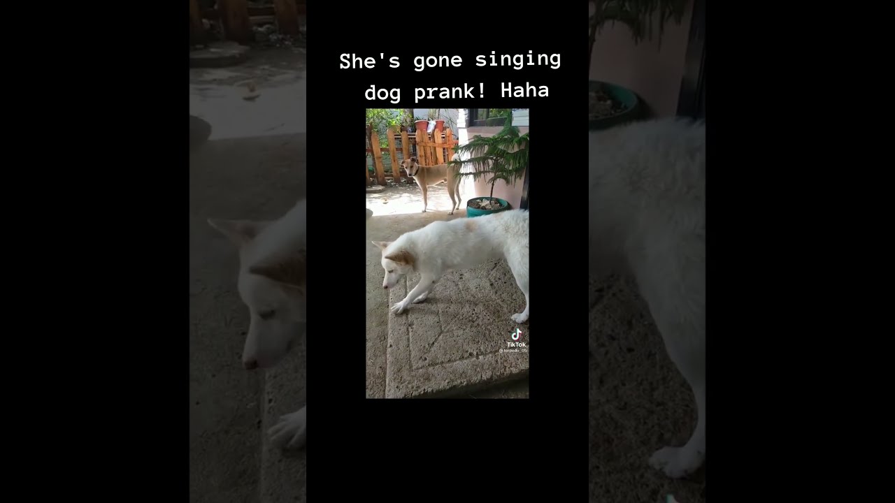 Funny She's gone singing dog prank! Haha! #shorts 18