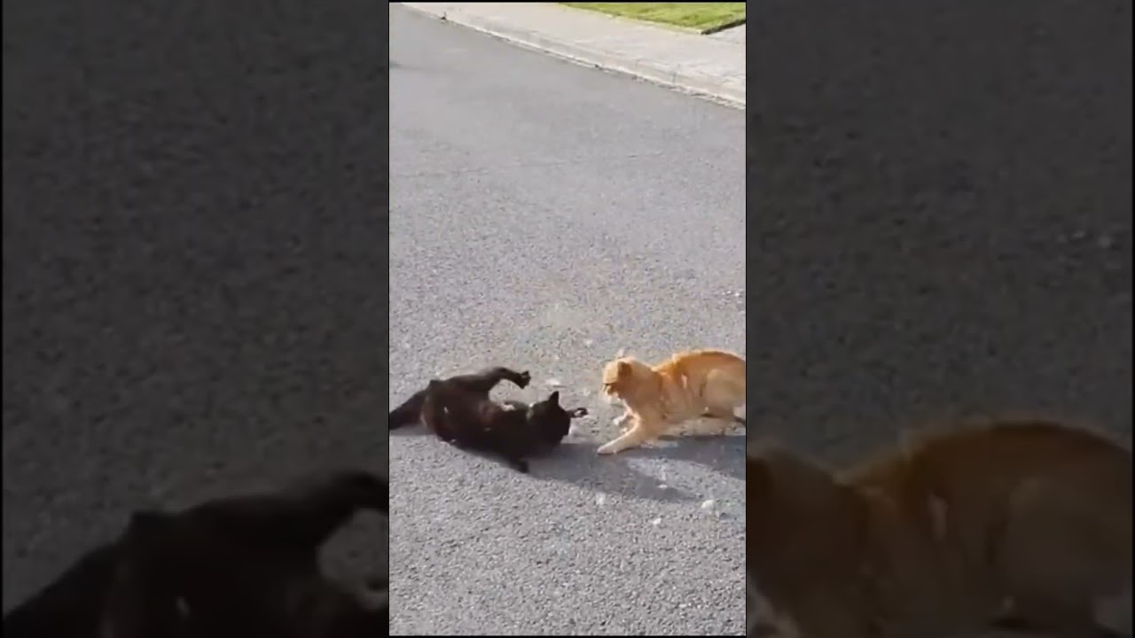 Funny cat fight videos #shorts #reels #fbreels #cats #funny #funnycats #animals #funnyvideo