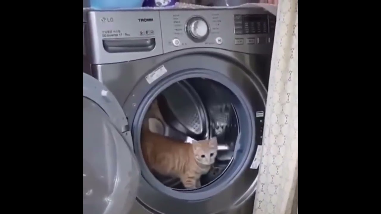 Super Funny Cats in Compilation Videos