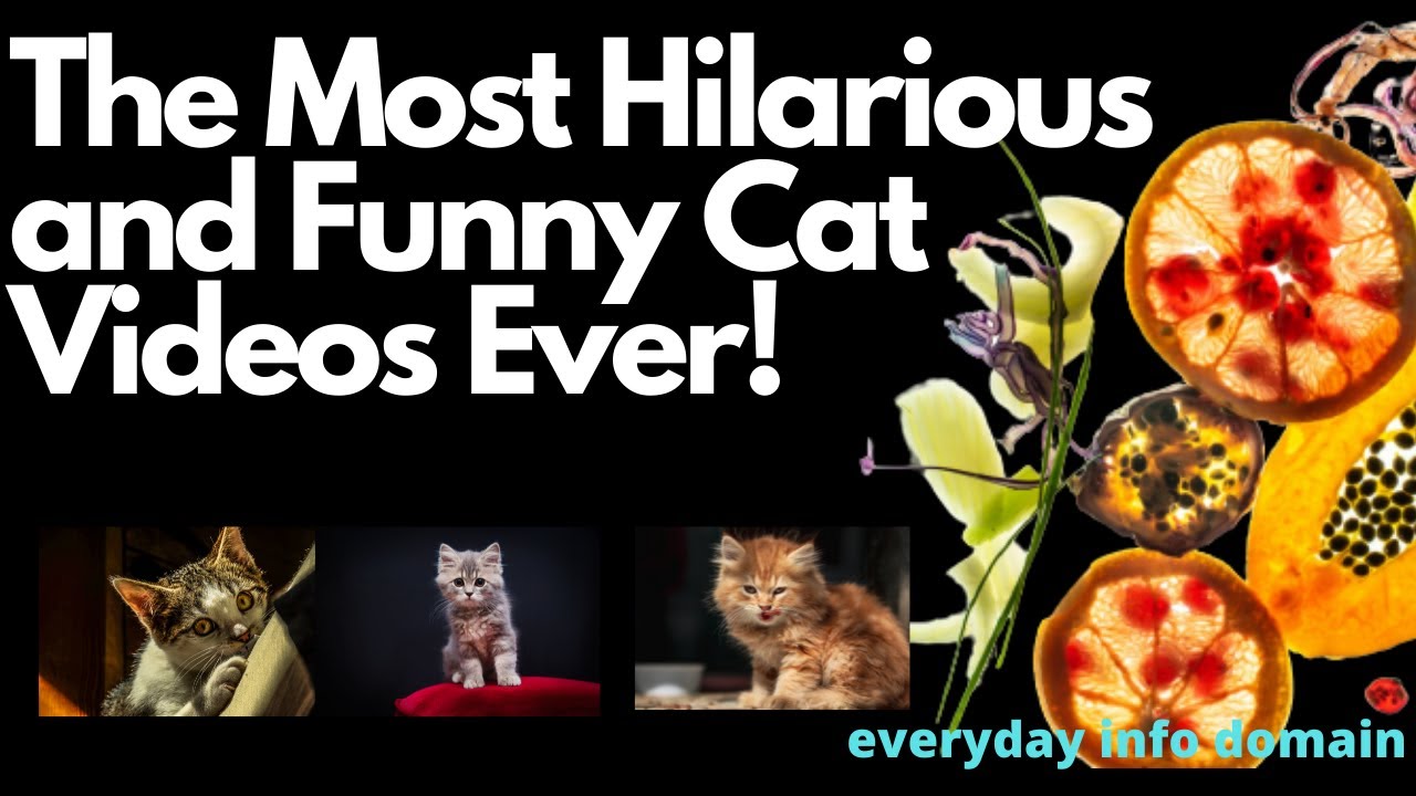 THE MOST HILARIOUS AND FUNNY CAT VIDEOS EVER