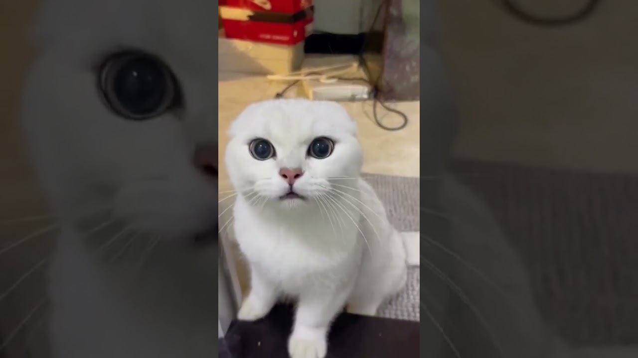 2023 Funniest Cat Videos You'll Laugh So Hard You'll Cry #89