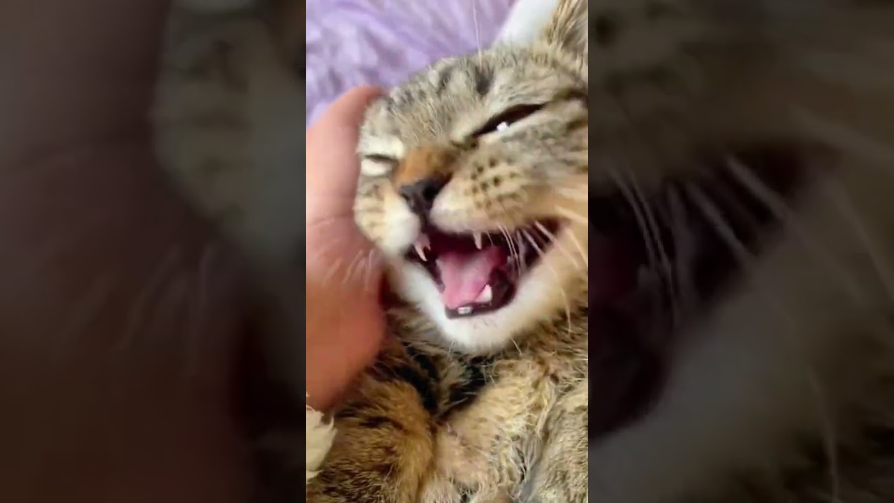 2023 Funniest Cat Videos You'll Laugh So Hard You'll Cry #139 #catcomedy #catfails #cathumor