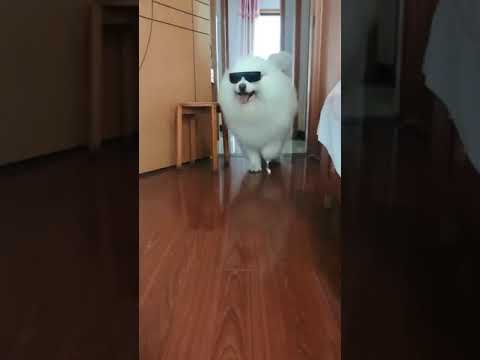 Funniest Animals Video 2023 - Funny dog and cat videos 76  #shorts #funnydog #funny cat