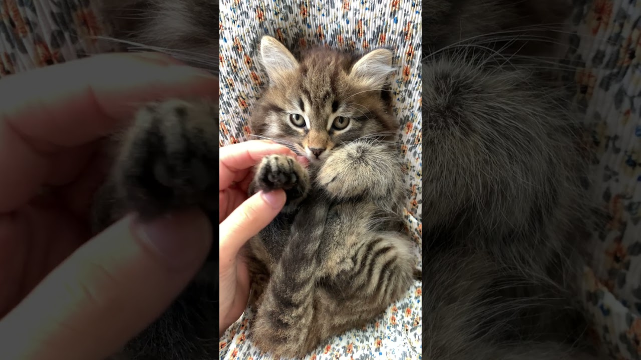A man massaging the kitten paws new short video ! Best cats videos ! funny cat videos 2021 clean !