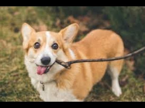 Funny Pets will Brighten Your Day!!! (Funny Pet Compilation, Clean, No Swearing)