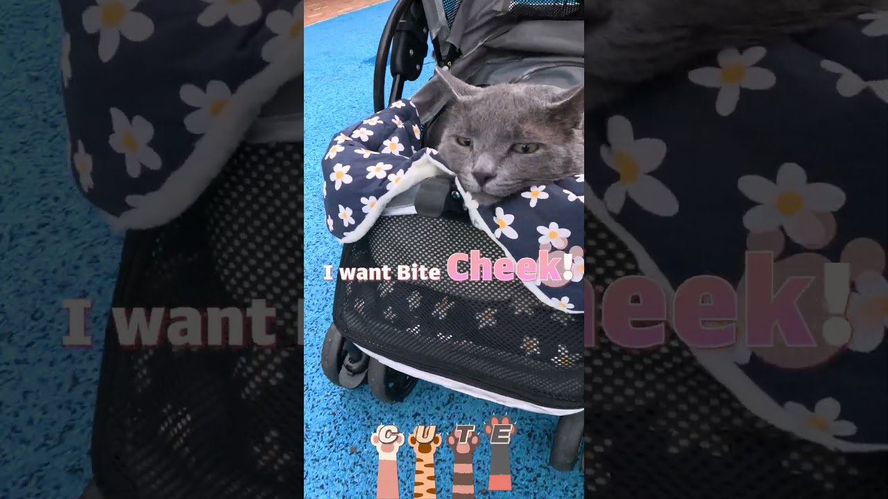 How cat using a stroller