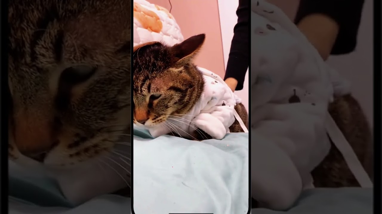 Laugh Out Loud with the Funniest Cat Video of All Time #72