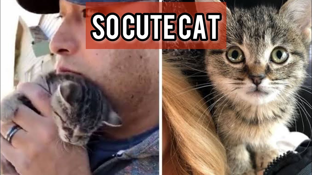 OMG Cute Kittens - Best Funny Cat Videos 2021 #67