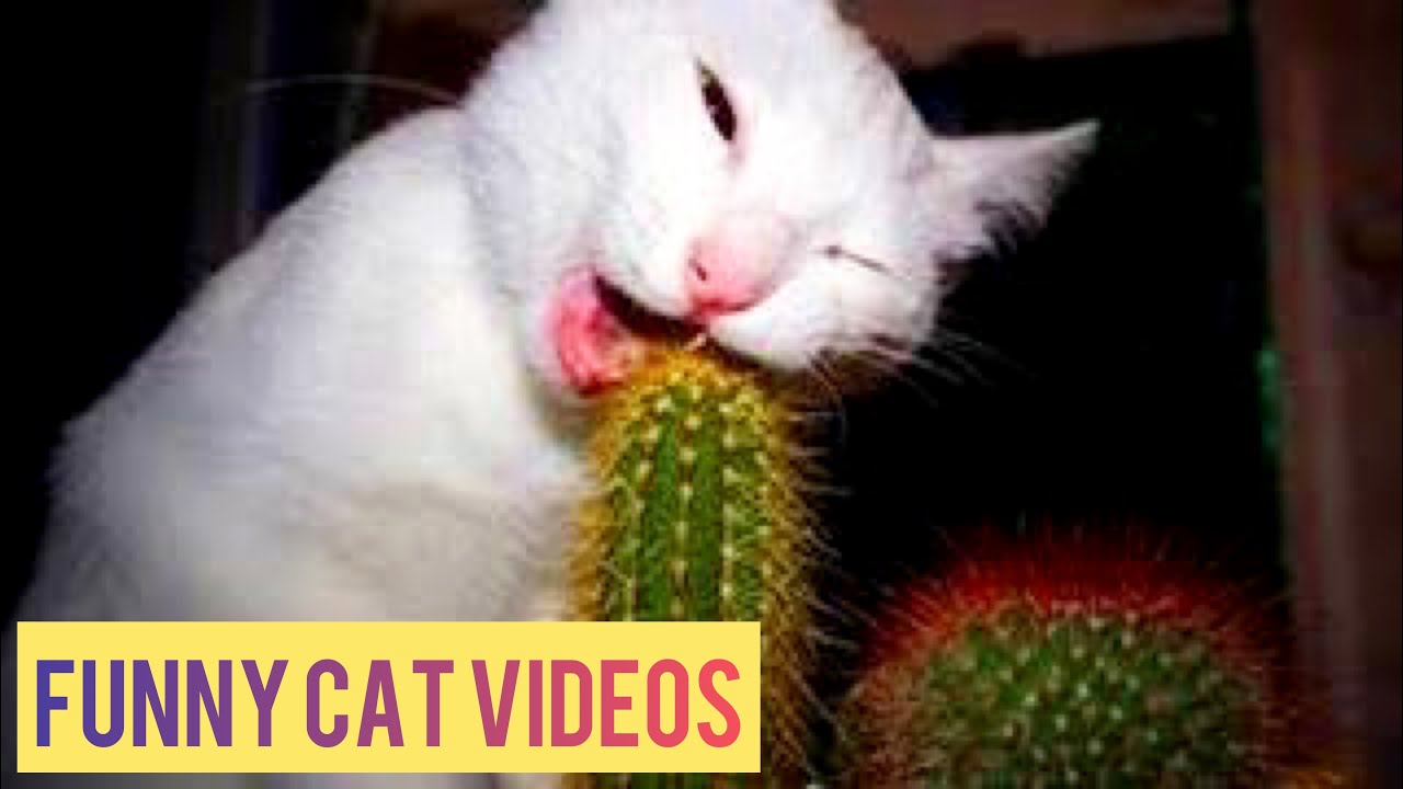 Proof That Cats Are The Most Dramatic Animals | Funny Cat Videos #82
