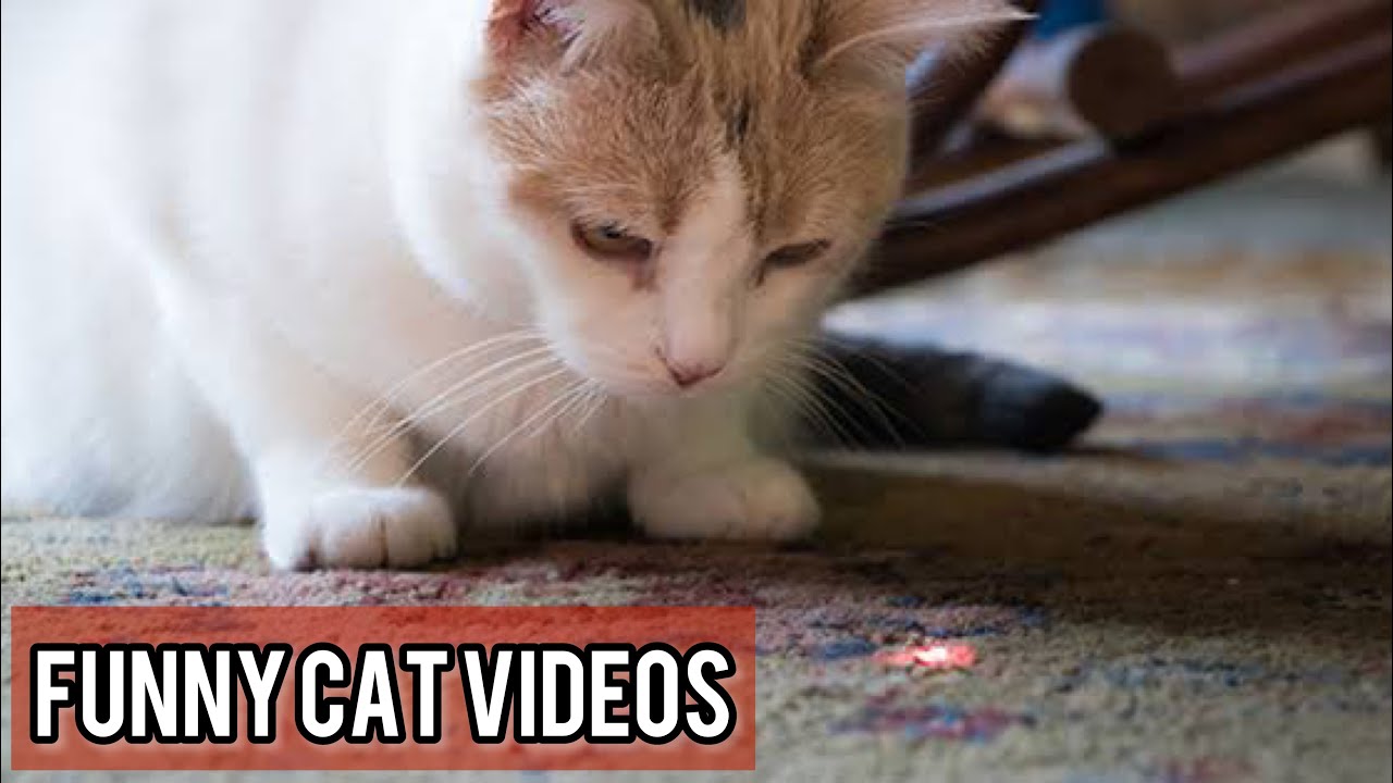Unbelievable!!! Funny Cat Videos Try Not To Laugh #45