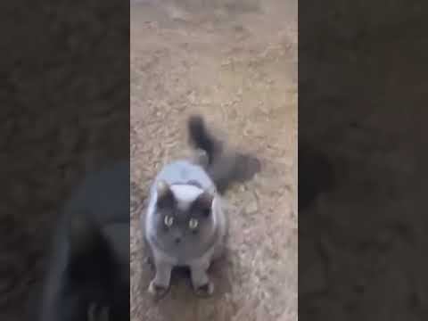 funny cat videos - funny cat reaction - funny cat moments