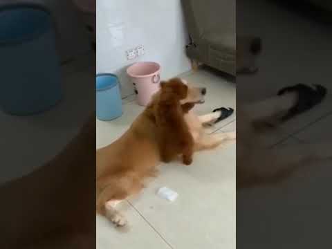 Funniest Animals Video 2023 - Funny dog and cat videos 82 #shorts #funnydog #funny cat