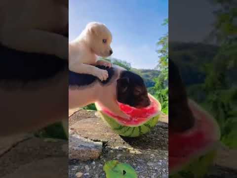 Funniest Animals Video 2023 - Funny dog and cat videos 63 #shorts #funnydog #funny cat