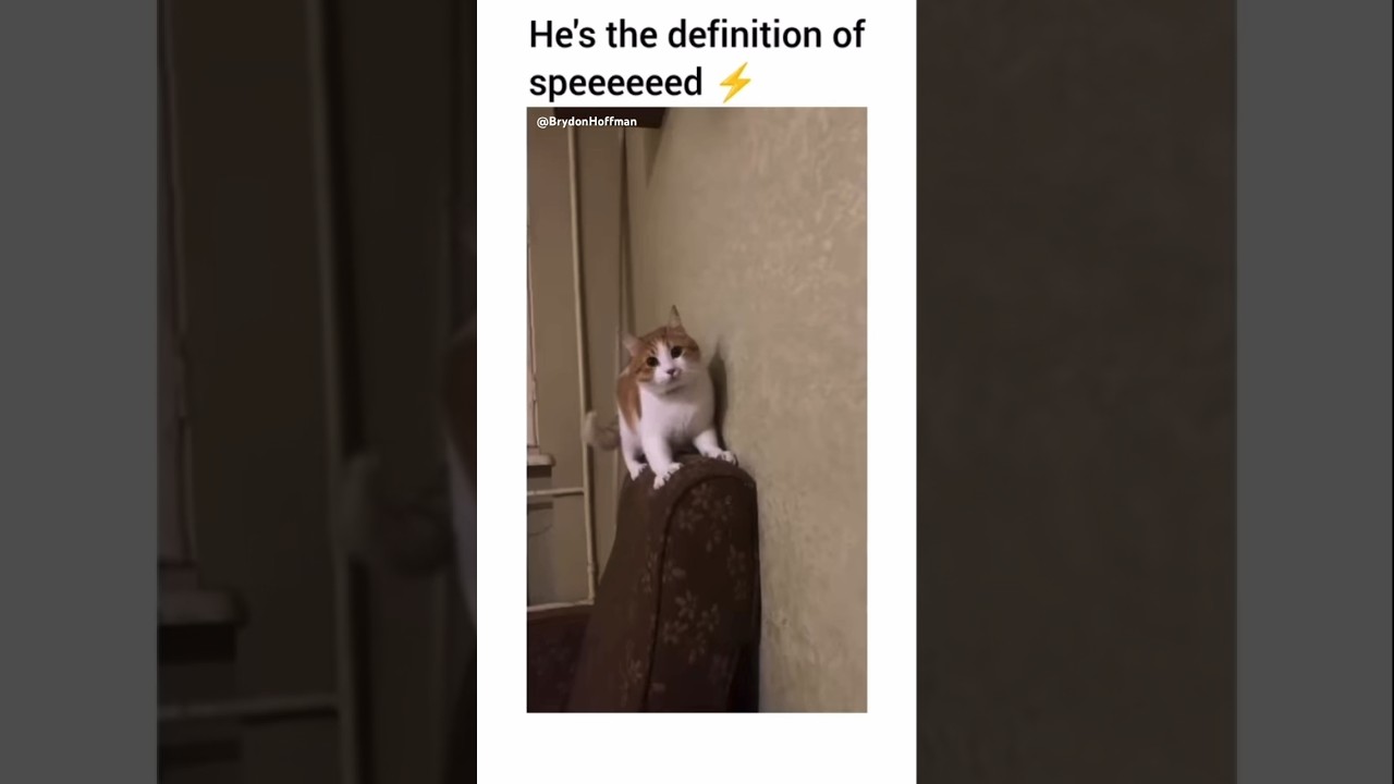 Funny Cat Meme
