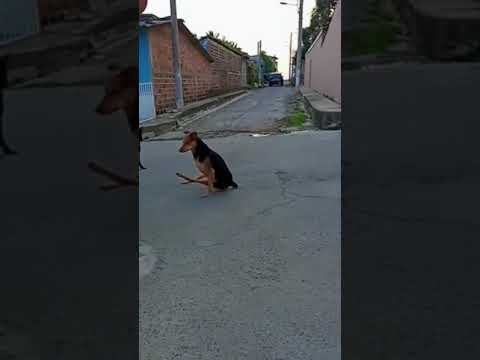 Funniest Animals Video 2023 - Funny dog and cat videos 72 #shorts #funnydog #funny cat