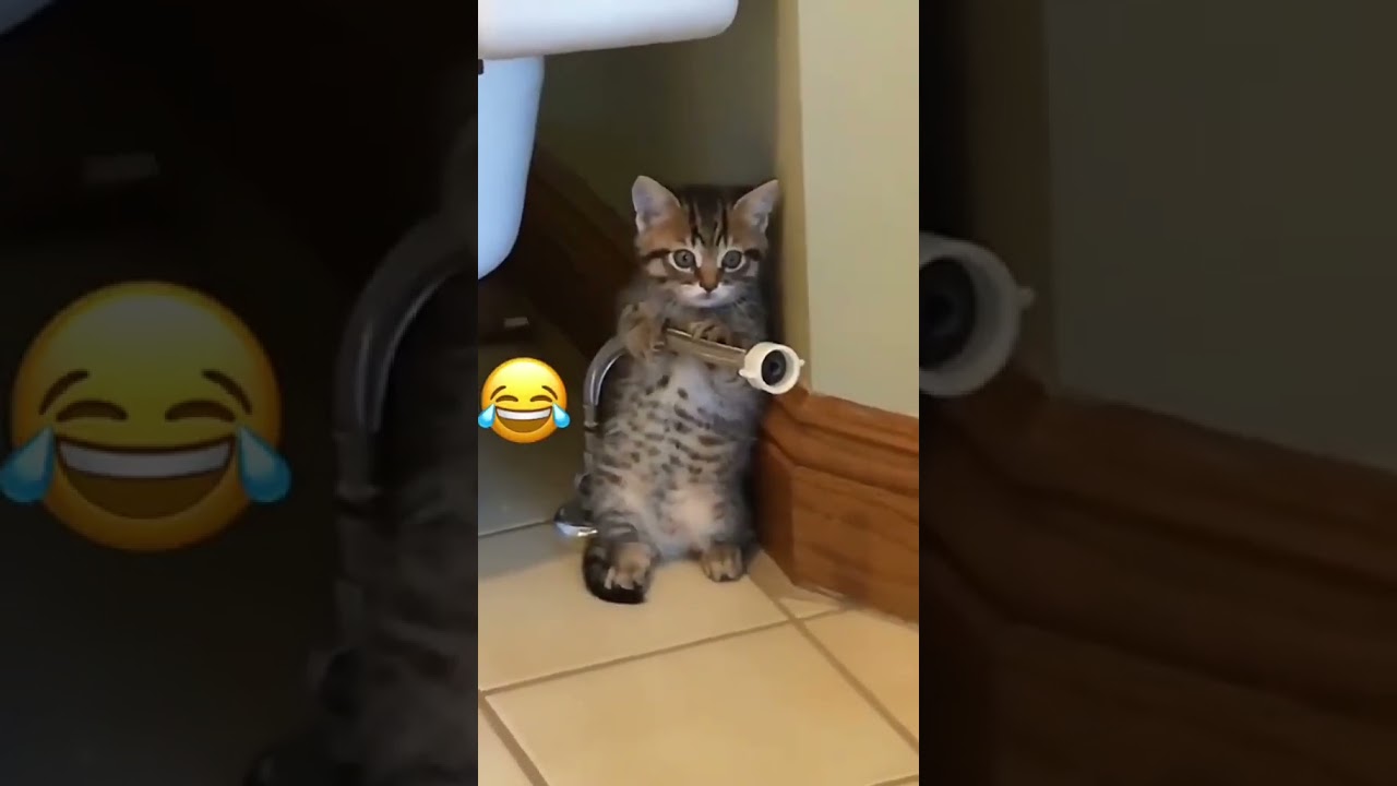 Laugh Out Loud with the Funniest Cat Video of All Time #6